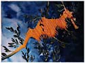 seadragon.jpg