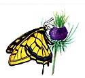swallowtail1.jpg