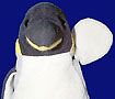 bobpenguin.jpg